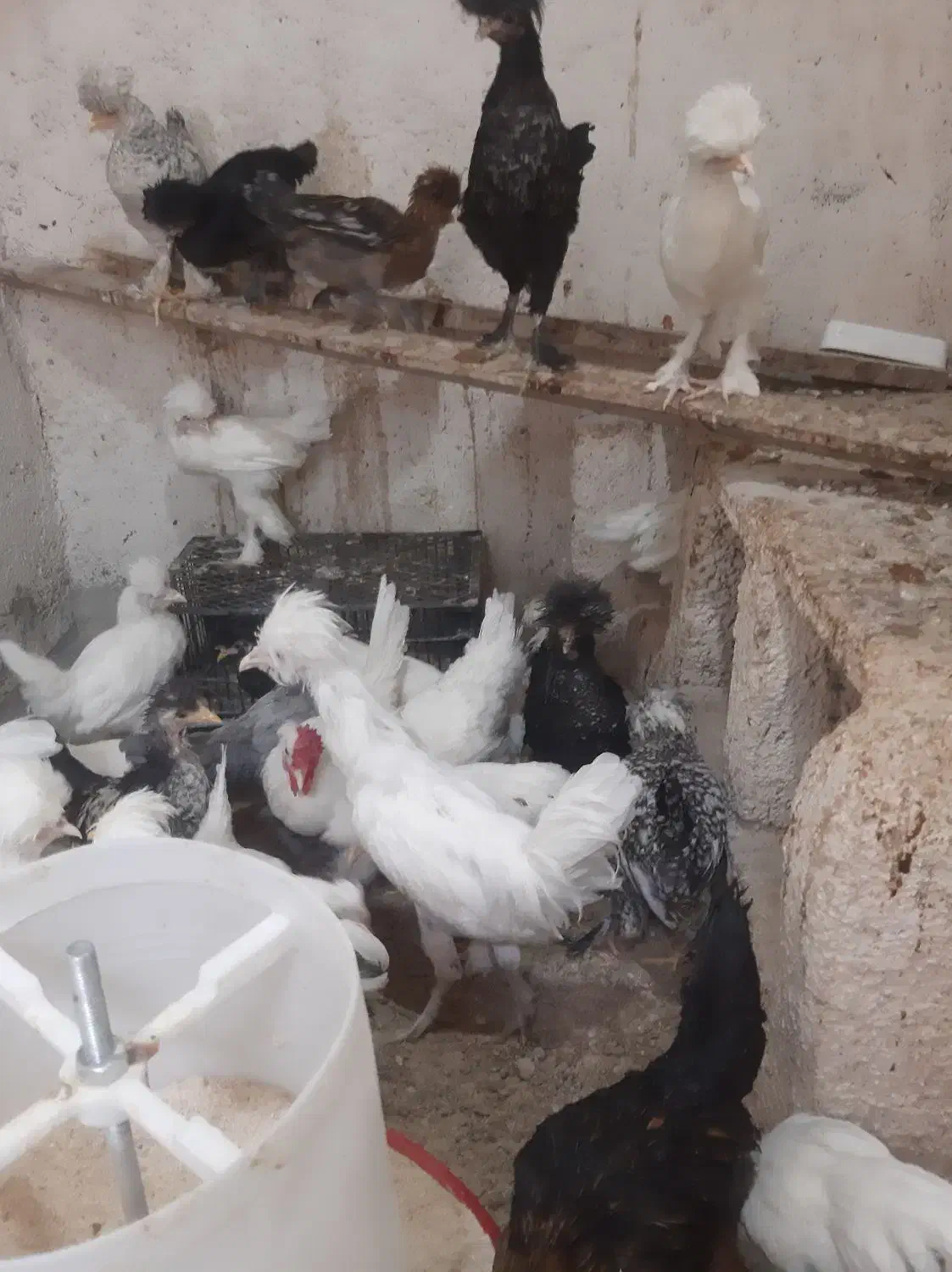 جوجه و مرغ و خروس سلطان|حیوانات مزرعه|قم, سراجه (۱۵ خرداد)|دیوار