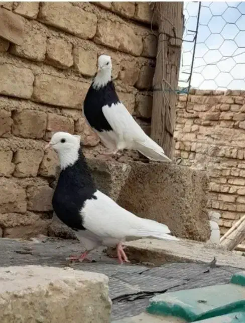 کبوتر طوقی و دمبی و سینه ای و ذاغ|پرنده|بابا حیدر, |دیوار
