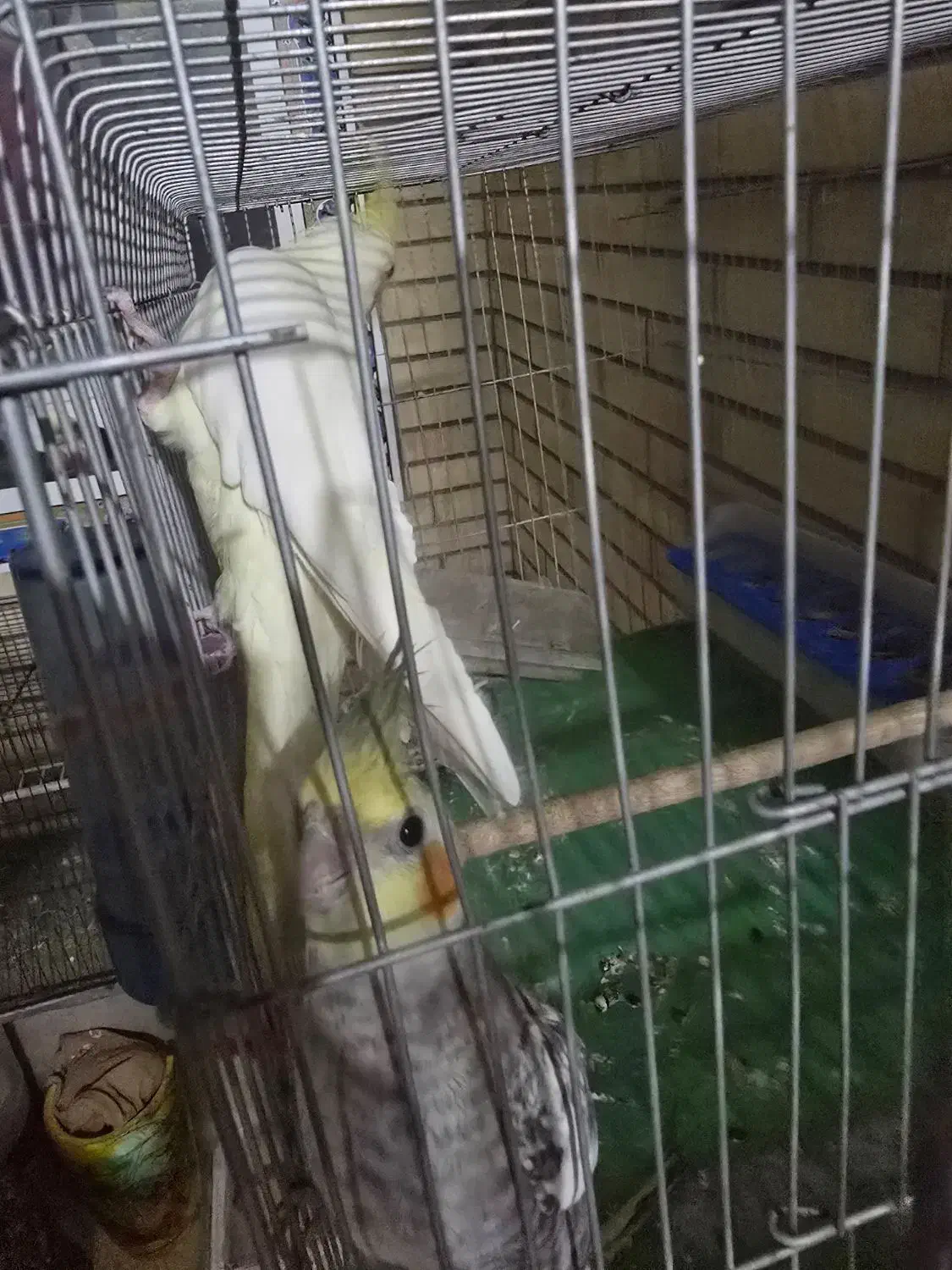 عروس هلندی|پرنده|شیراز, جانبازان|دیوار