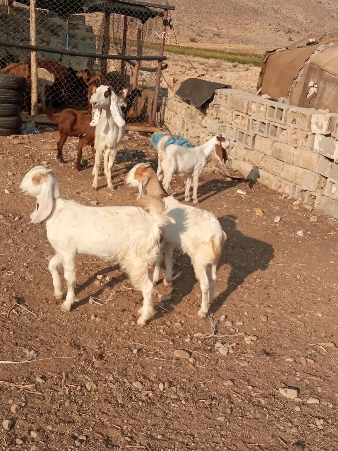 کلر دوقلو|حیوانات مزرعه|کوار, |دیوار