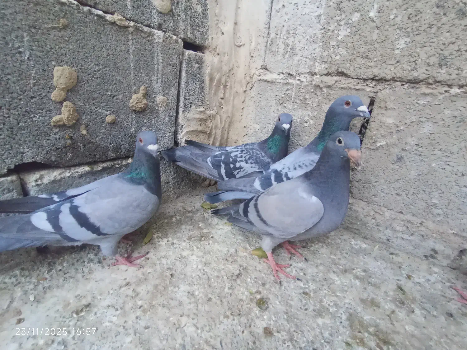 پلاکی|پرنده|لردگان, |دیوار