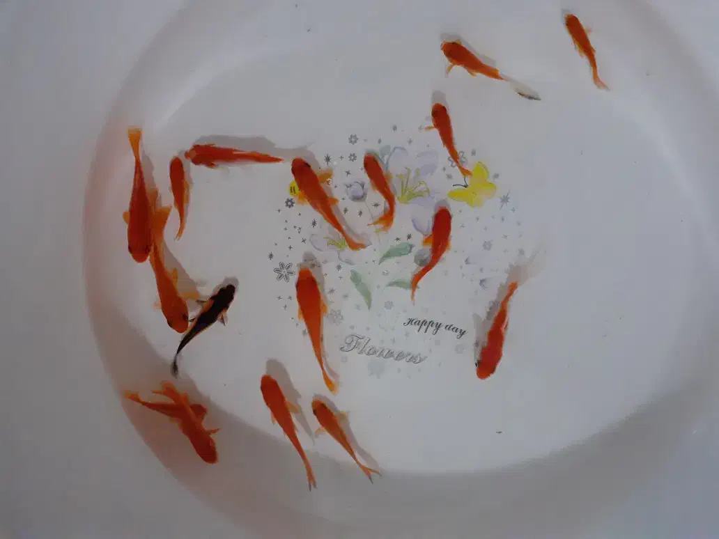 ماهی زبرا|ماهی|شاهرود, |دیوار