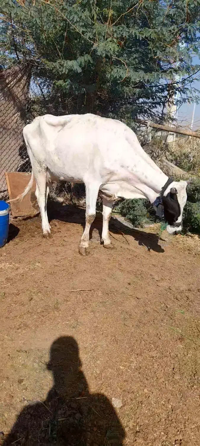 حمیدیه|حیوانات مزرعه|حمیدیه, |دیوار