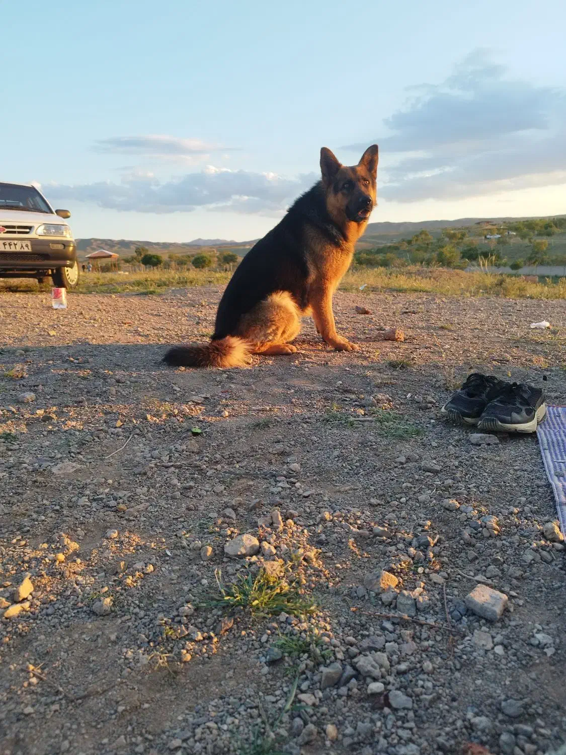 واگذاری توله ژرمن و مالینویز|سگ|بوئین زهرا, |دیوار