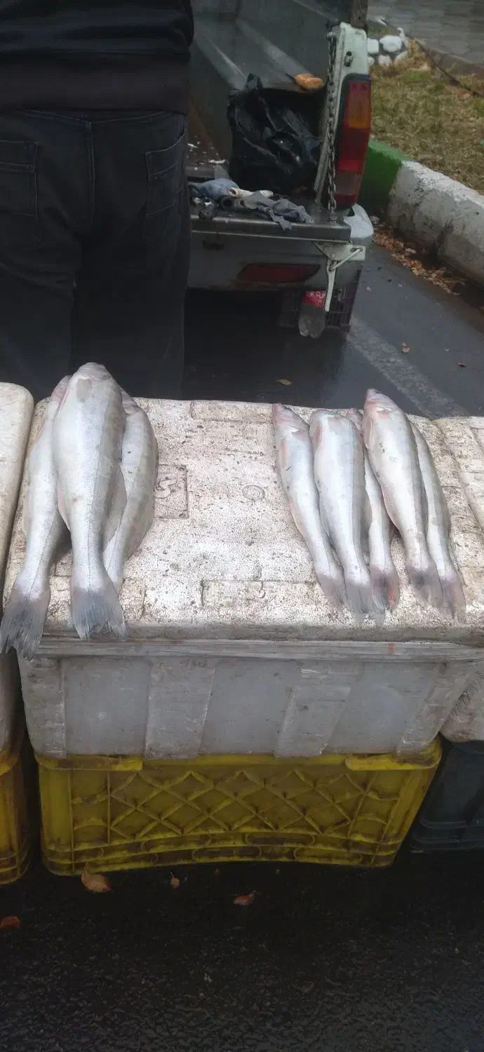 ماهی آراز|خوردنی و آشامیدنی|جلفا, |دیوار