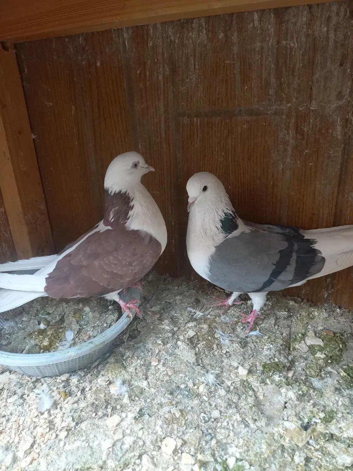 کبوتر پرشی|پرنده|ابریشم, |دیوار