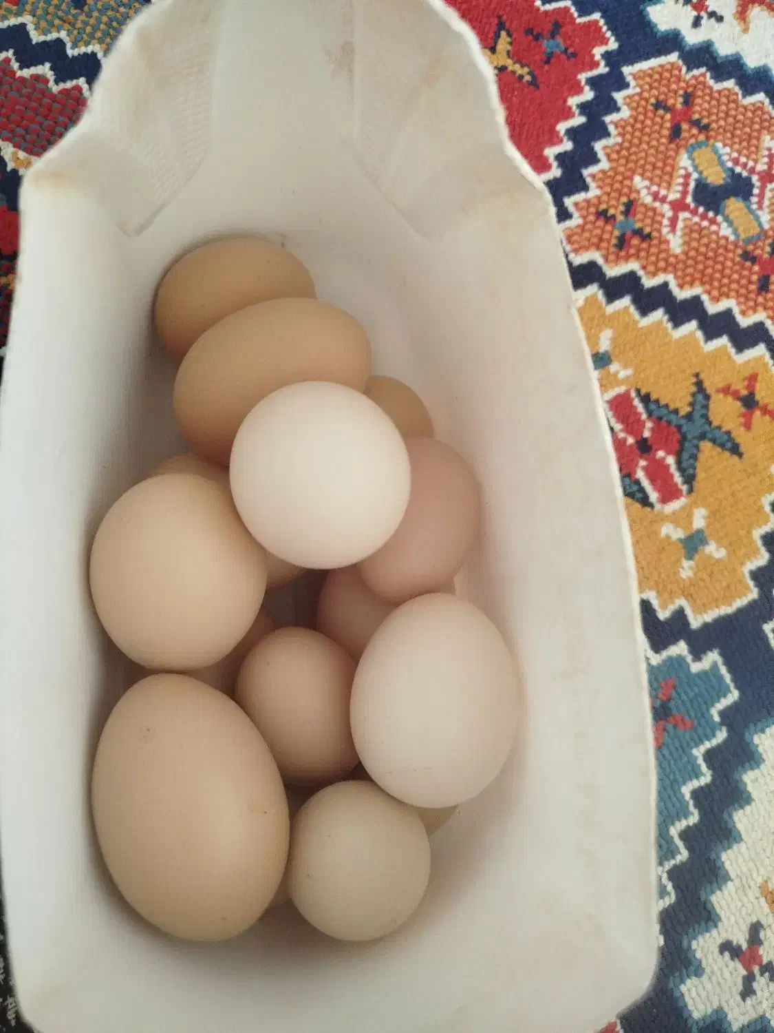 تخم مرغ نطفه دار برهما و لاری . مرغ و خروس لاری|حیوانات مزرعه|کرمانشاه, |دیوار