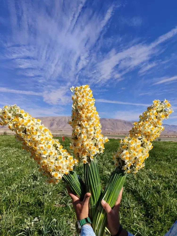 فروش گل نرگس شهلا|گل و گیاه طبیعی|جره و بالاده, |دیوار