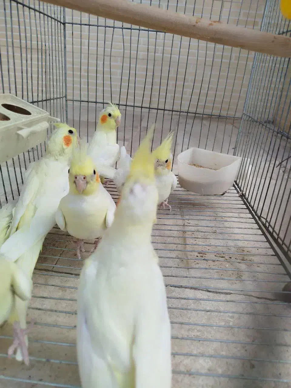 عروس هلندی|پرنده|خمین, |دیوار