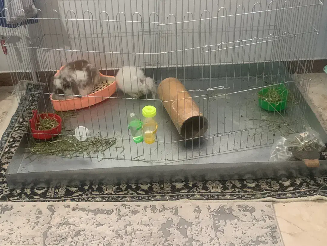 خرگوش لوپ نر با قفس|موش و خرگوش|ساری, |دیوار