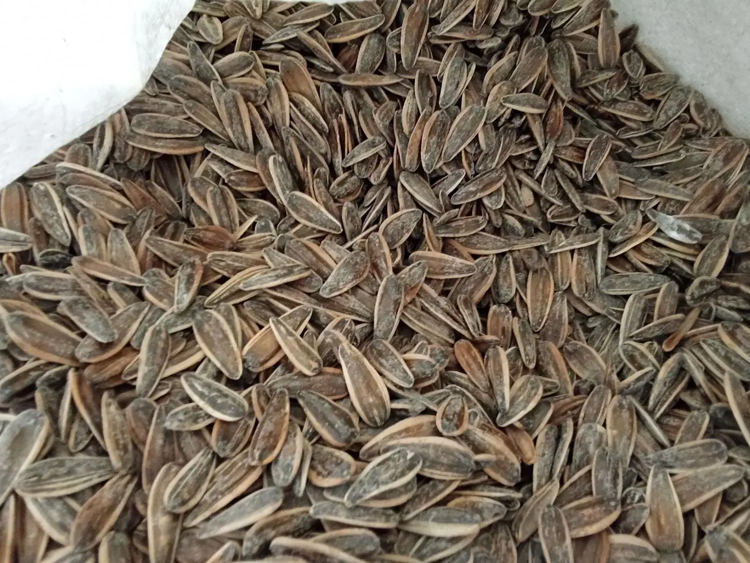 تخمه درجه یک بوداده|خوردنی و آشامیدنی|برخوار, |دیوار