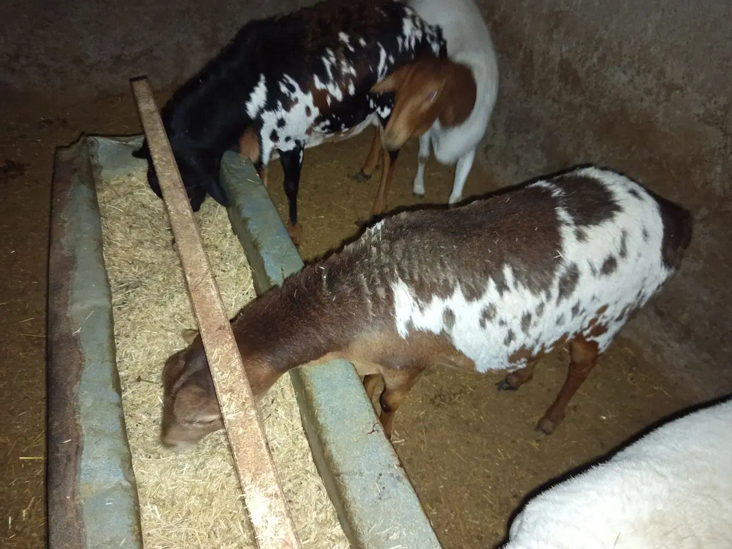 میش برشن و سومالی|حیوانات مزرعه|کرمان, |دیوار