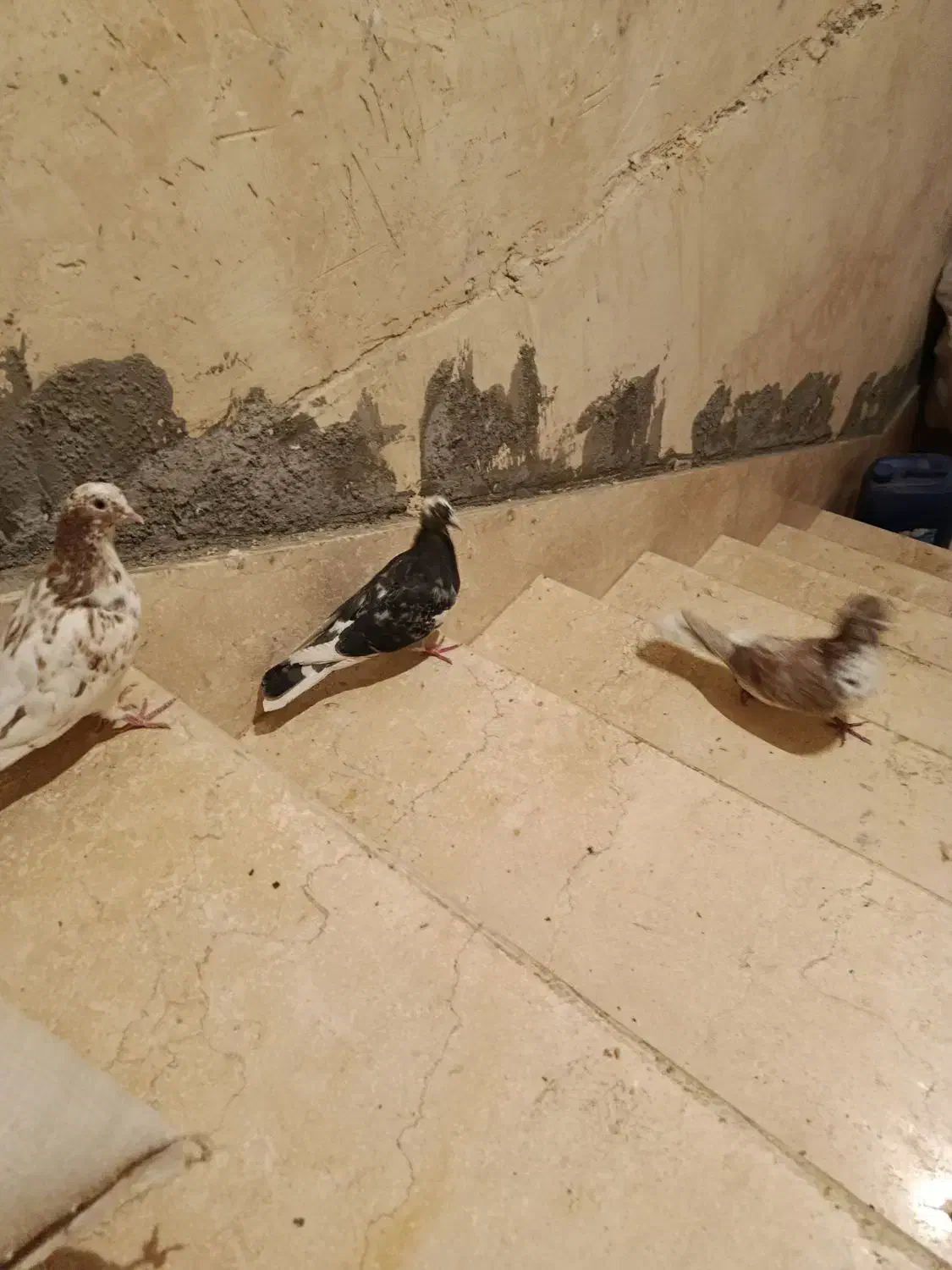 سه تا کبوتر|پرنده|ایلام, |دیوار