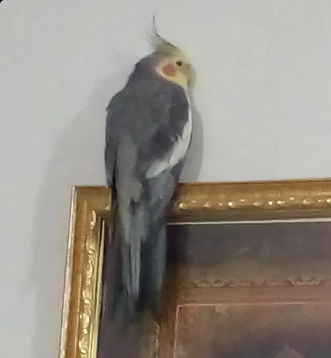 گمشدن عروس هلندی|پرنده|ایوانکی, |دیوار