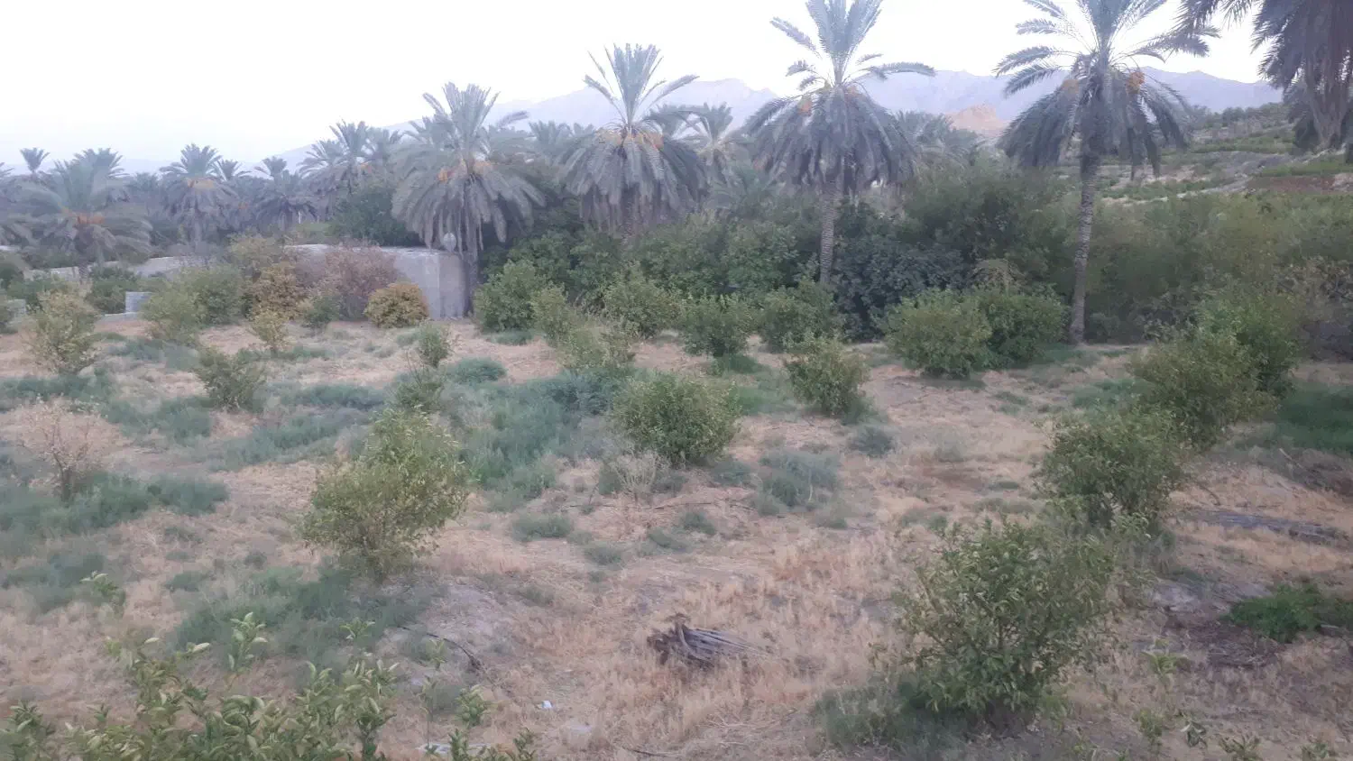 فروش ۱۵۰۰۰ متر (زمین) باغشهری پشت پیمانیه (سنددار)|فروش خانه و ویلا|جهرم, |دیوار