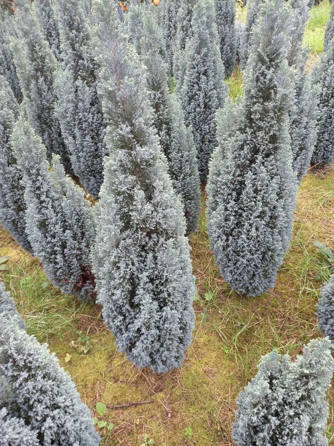 کاج الودی|گل و گیاه طبیعی|پاکدشت, پاکدشت (مامازند)|دیوار