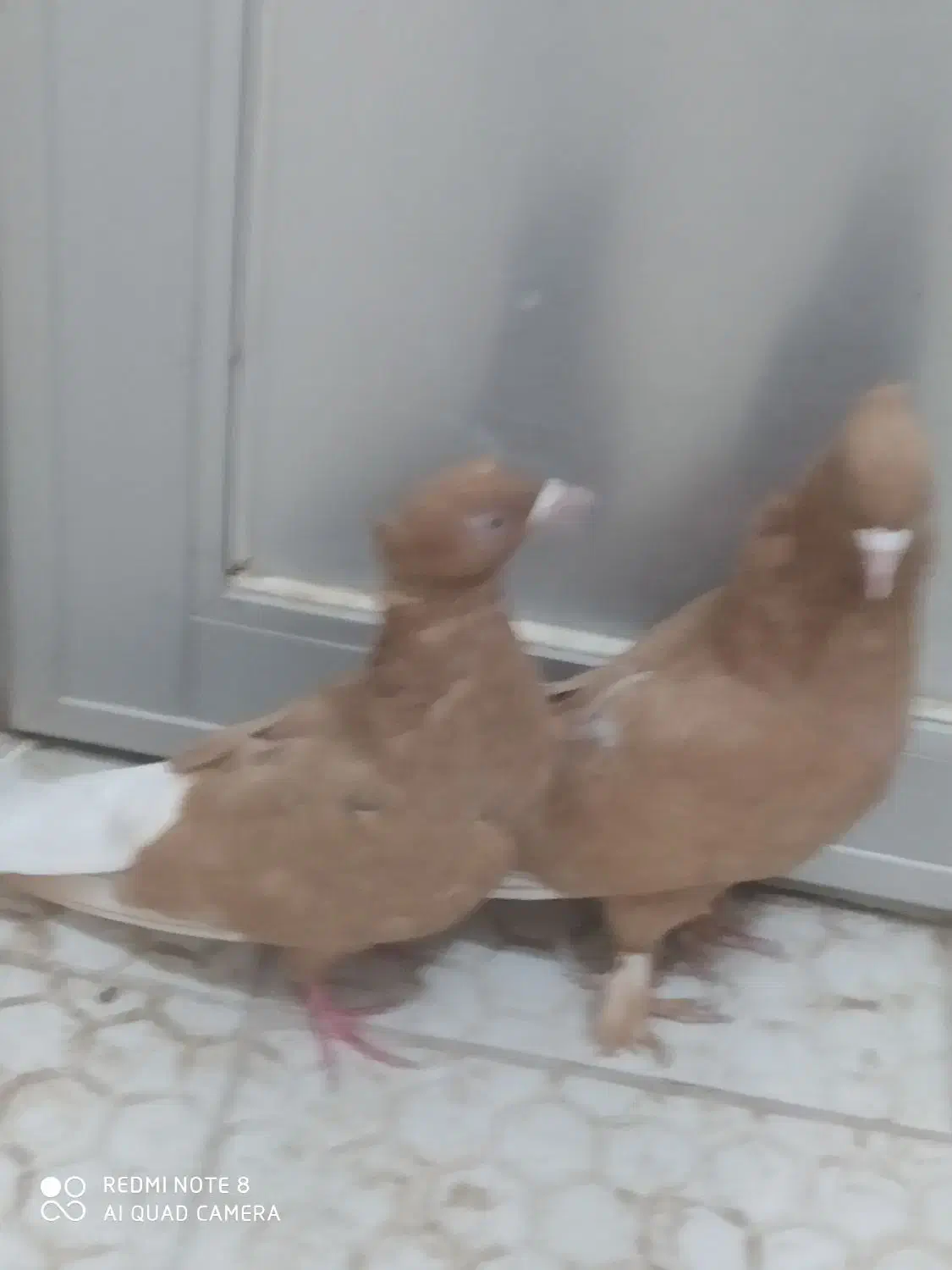 جفت زرد دم سفیدکاکل|پرنده|تربت‌حیدریه, یحیی آباد|دیوار