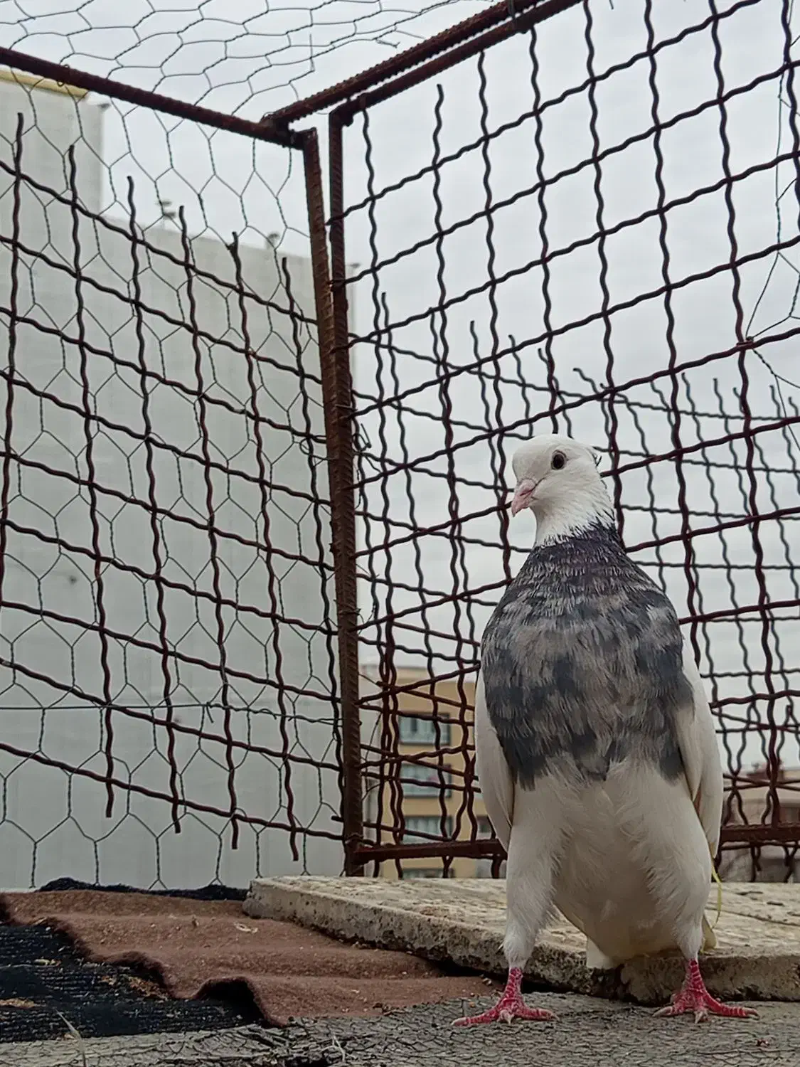 کبوتر طوقی|حیوانات|گنبد کاووس, |دیوار