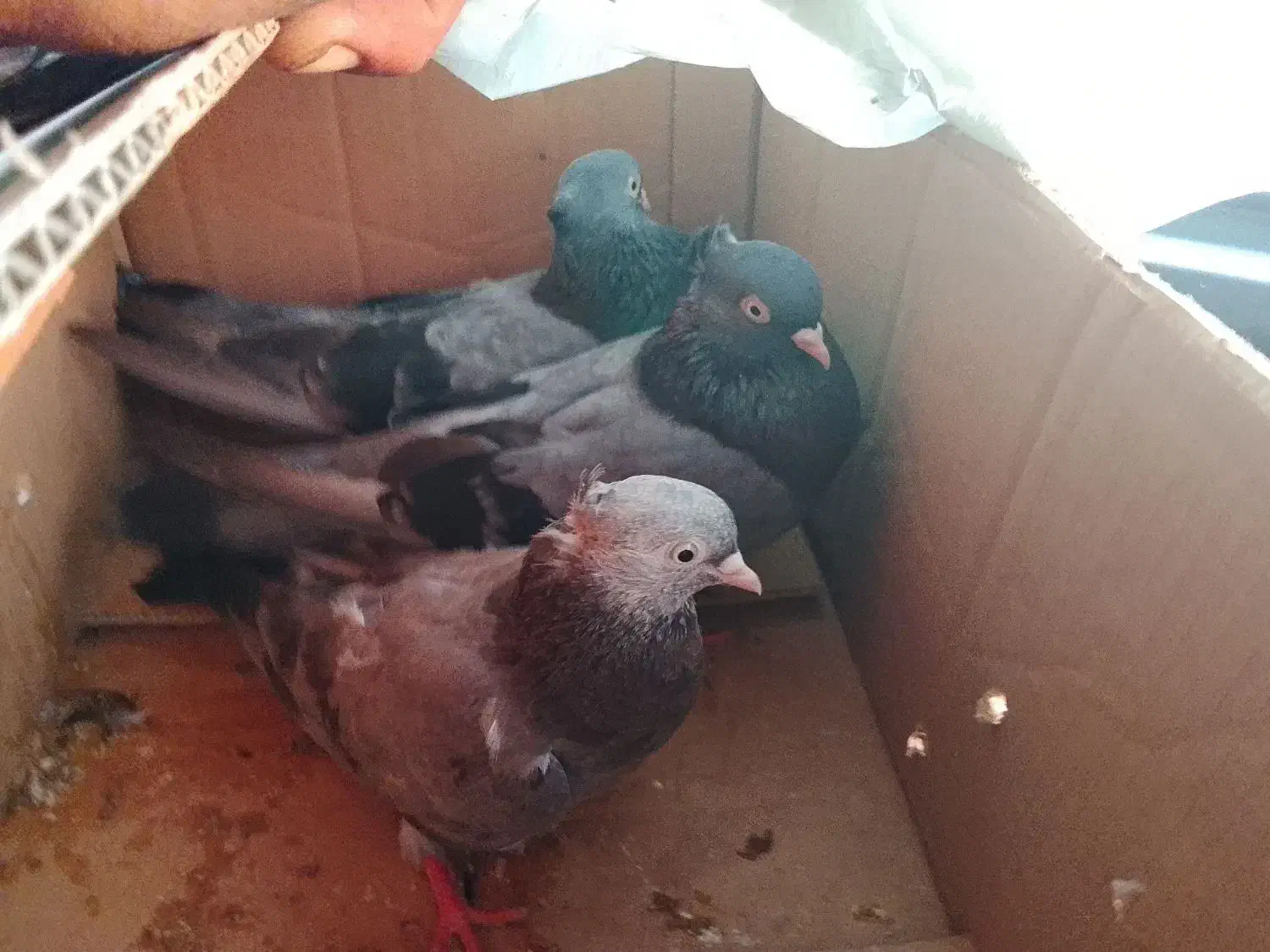 کبوت. ر|پرنده|خورموج, |دیوار