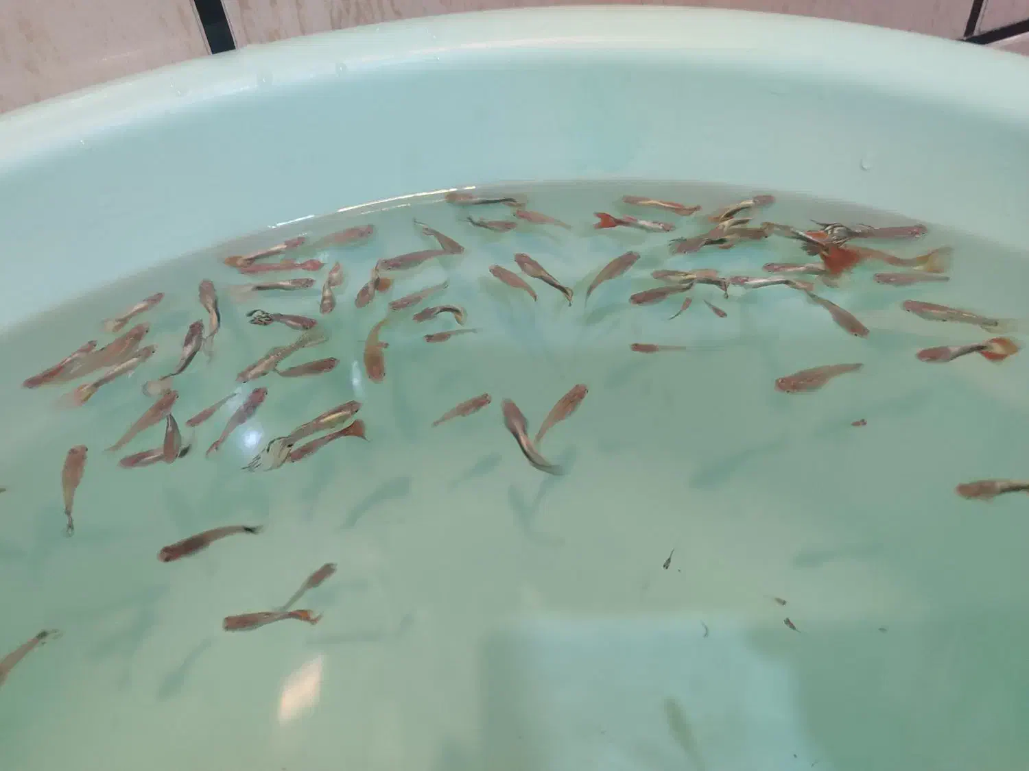 ماهی گوپی|ماهی|شهرکرد, |دیوار