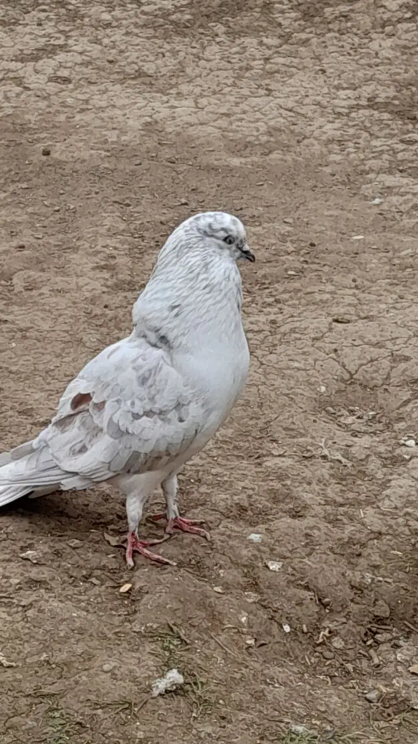 کبوتر پرشی|پرنده|گرمی, |دیوار