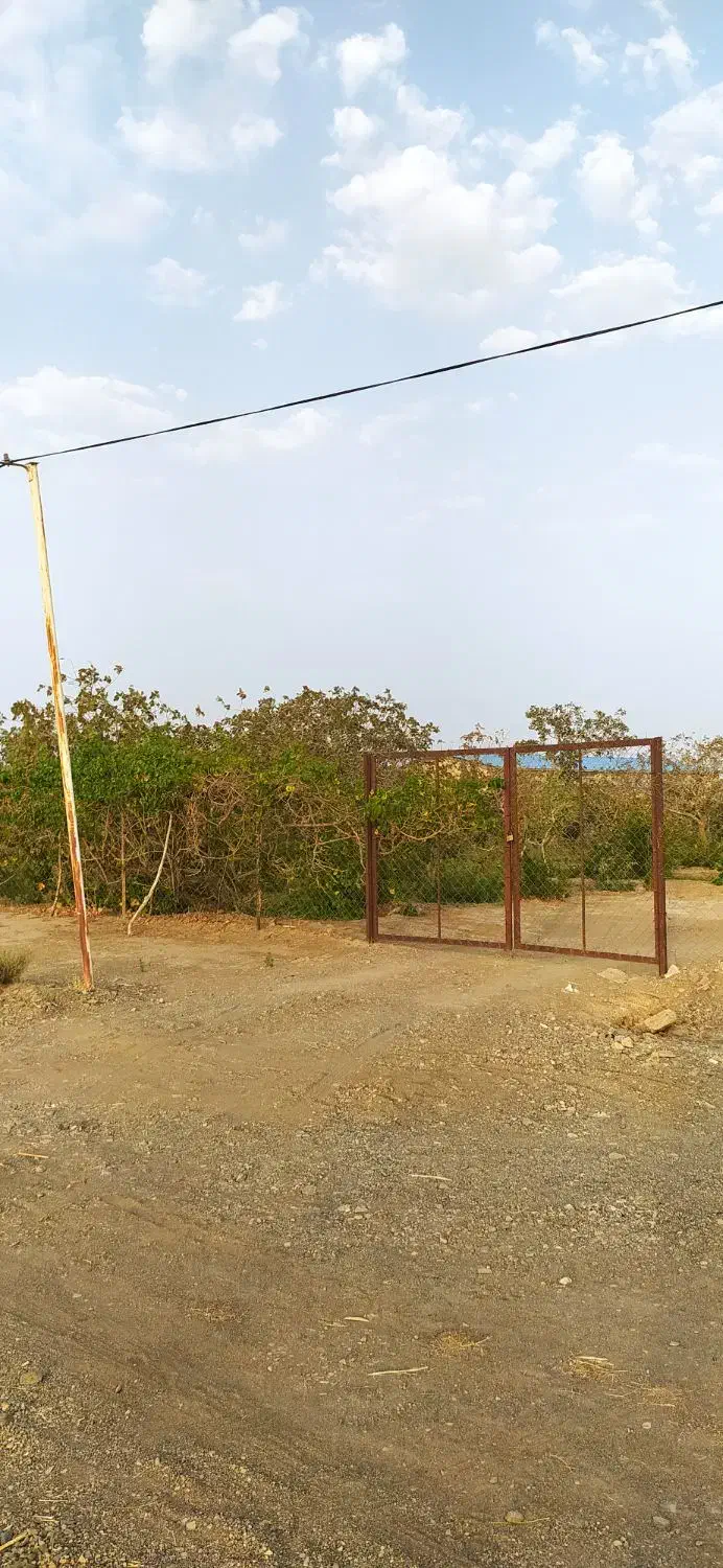 باغ پسته فیض آباد فروش فوری|فروش زمین و ملک کلنگی|مه ولات, |دیوار