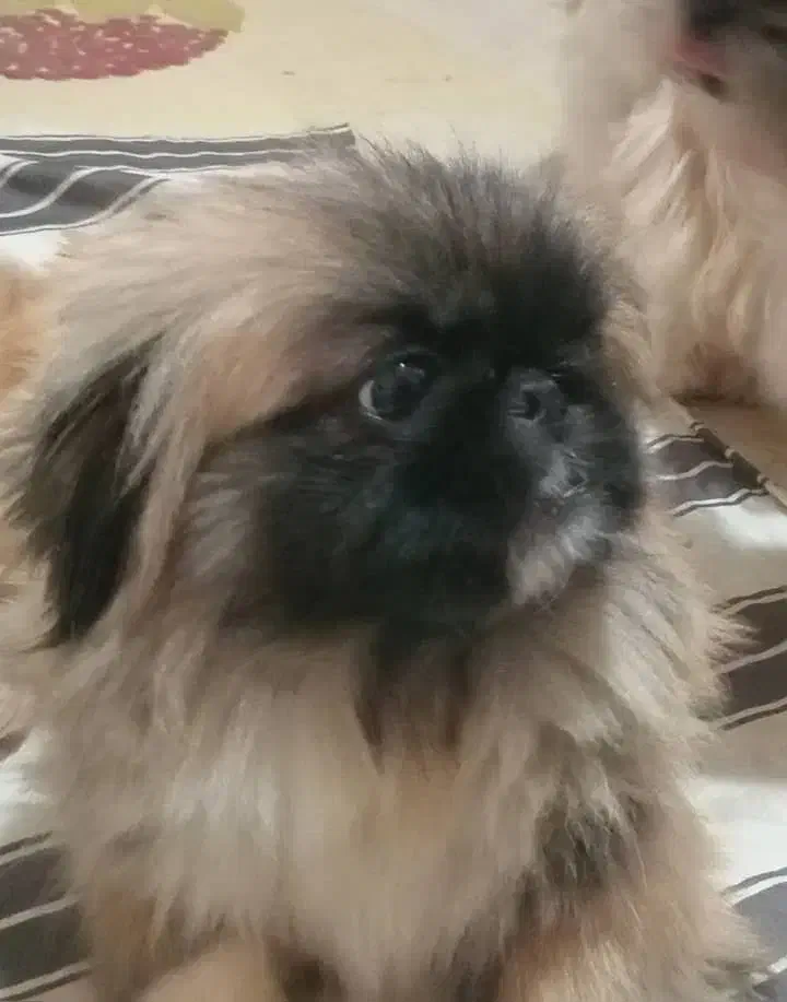 سگ گمشده|حیوانات|بندر انزلی, بی بی حوریه|دیوار