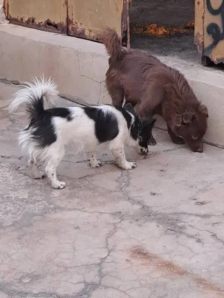 سگ نر و ماده|سگ|مسجد سلیمان, |دیوار