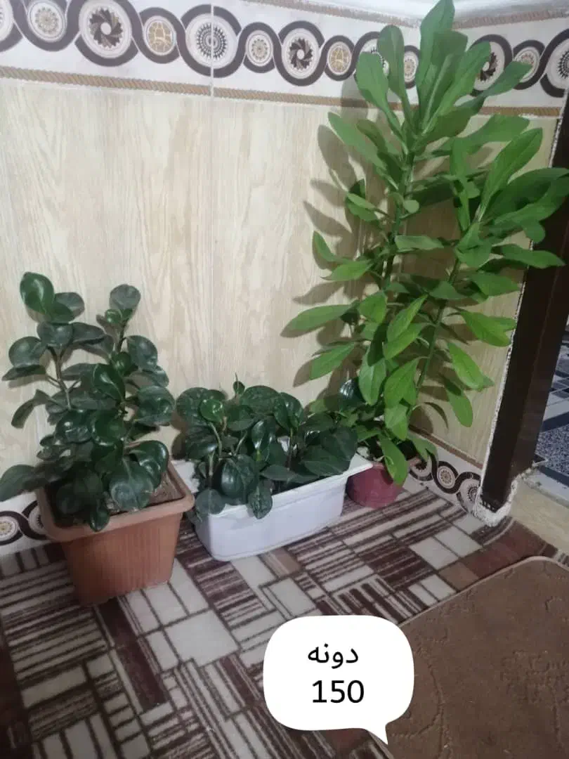 گل طبیعی|گل و گیاه طبیعی|یاسوج, |دیوار