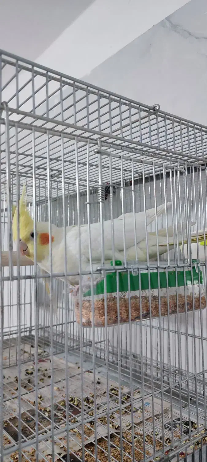 عروس هلندی لوتینو ماده آماده|پرنده|بروجن, |دیوار