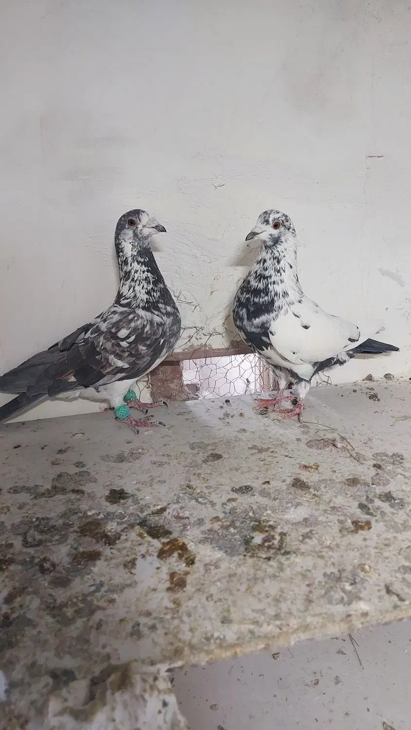 سوسکی  سیاه|پرنده|بجنورد, |دیوار