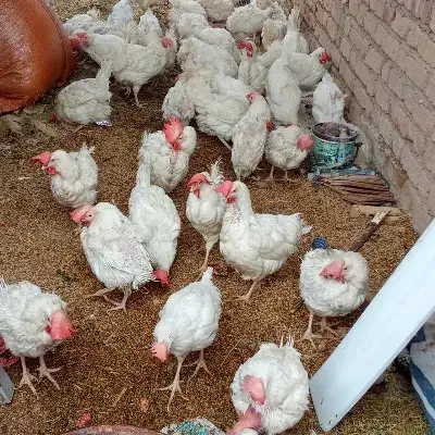 فروش مرغ تخمگذار|حیوانات مزرعه|خرامه, |دیوار