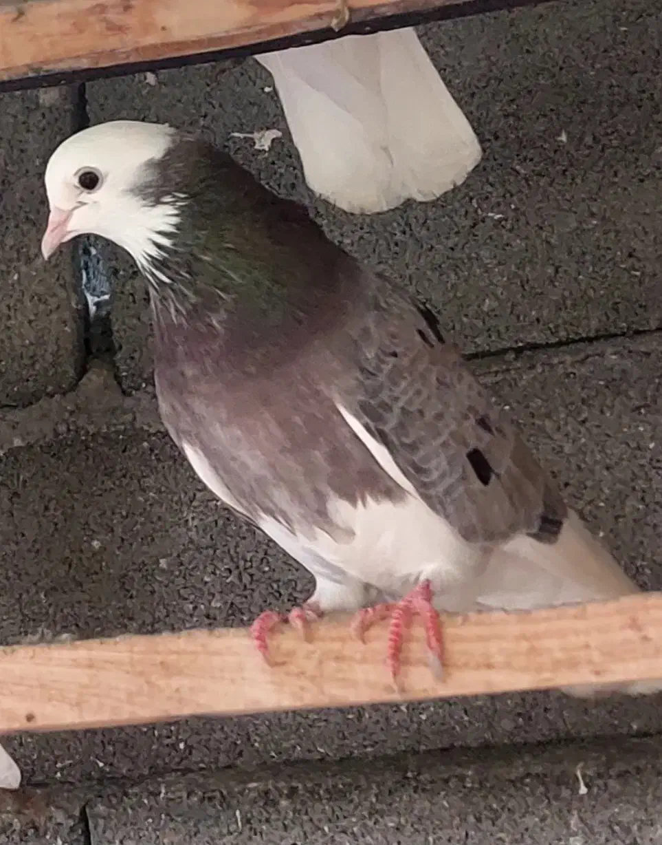 کفتر|پرنده|علیآباد کتول, |دیوار