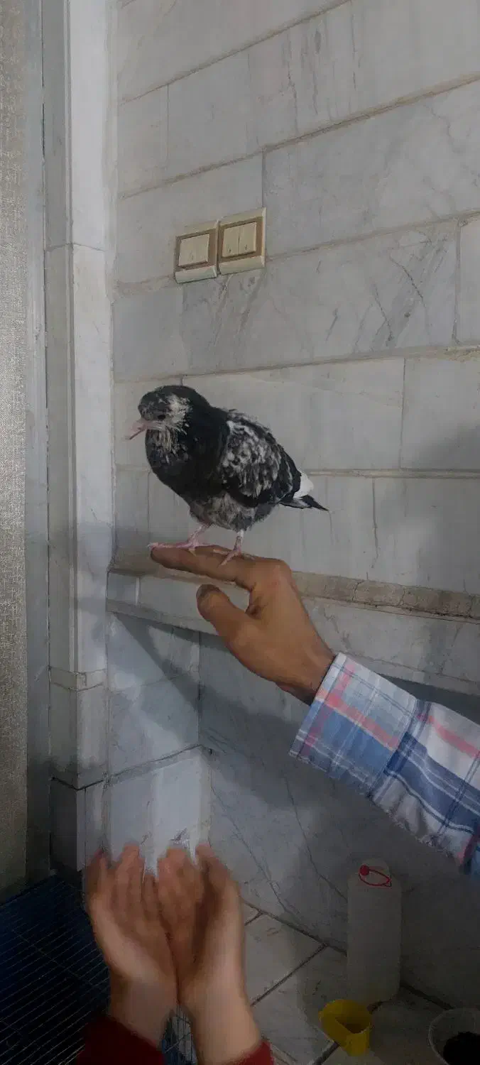 جوجه کفتر پرشی|پرنده|قم, آزادگان|دیوار