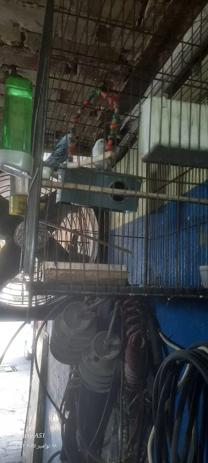 پرنده مرغ عشق|پرنده|کرج, اسلام‌آباد|دیوار