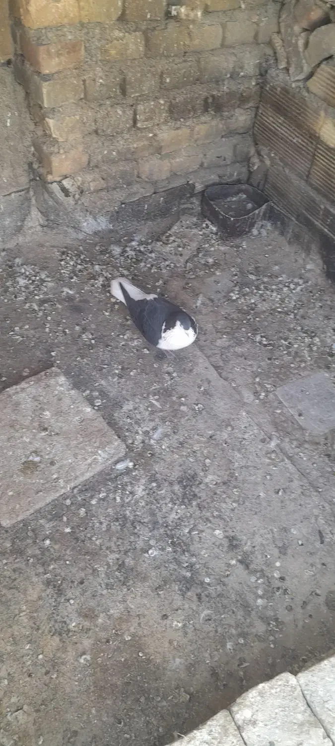 کبوتر|حیوانات|سبزوار, قلعهنو دهزار|دیوار