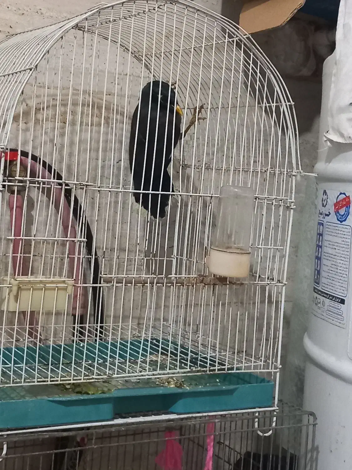 نر مرغ|پرنده|رشت, سلیمانداراب|دیوار