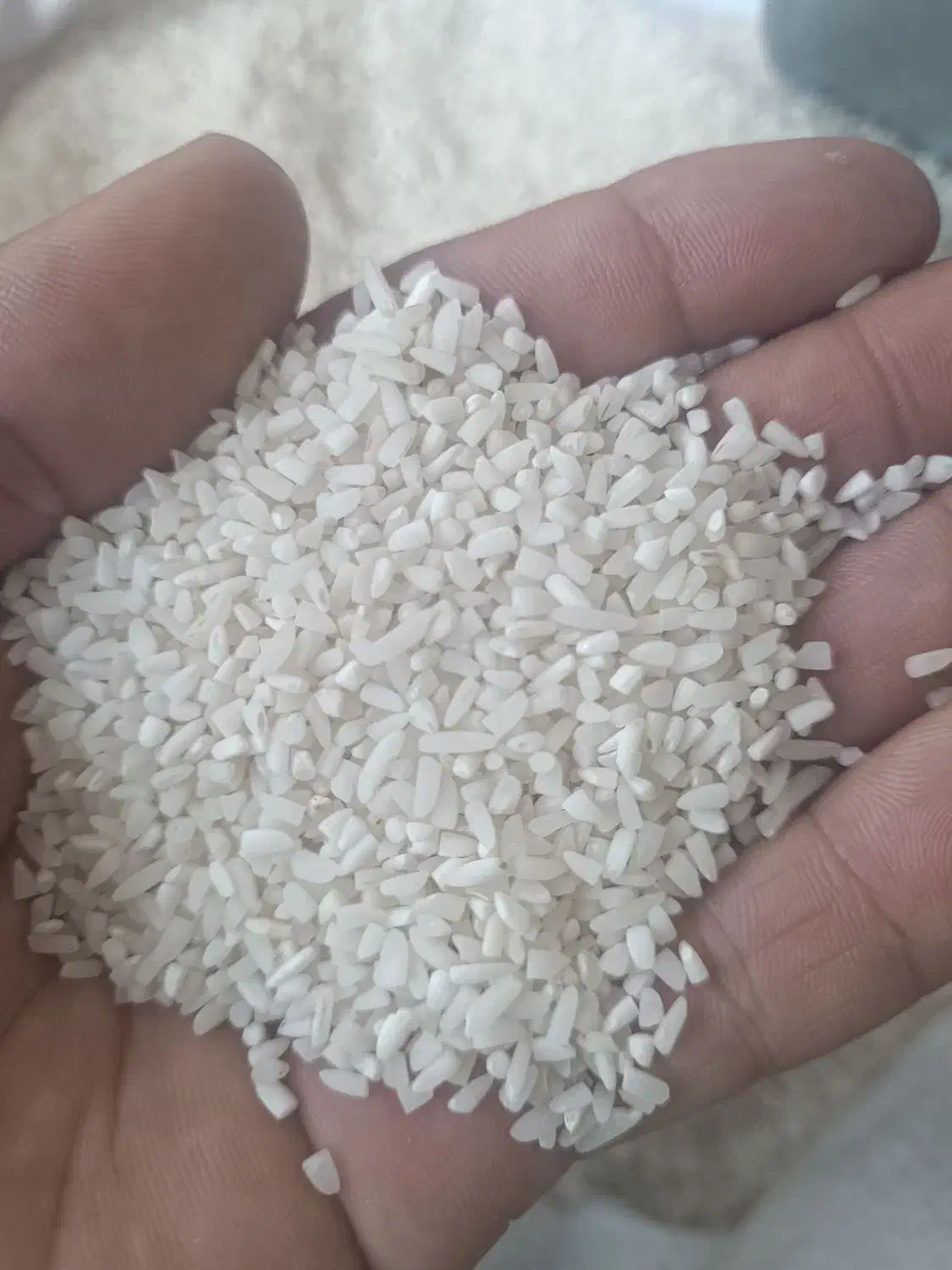 برنج لاشه ممان وبرنج سالم ۳۰۰|خوردنی و آشامیدنی|میانه, |دیوار