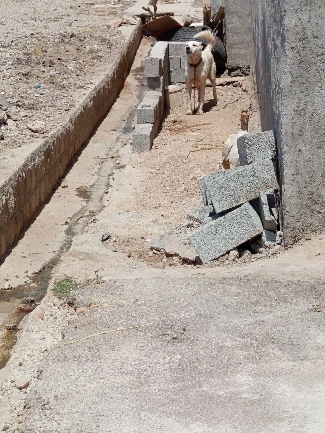 سگ دورگه|سگ|چرداول, |دیوار