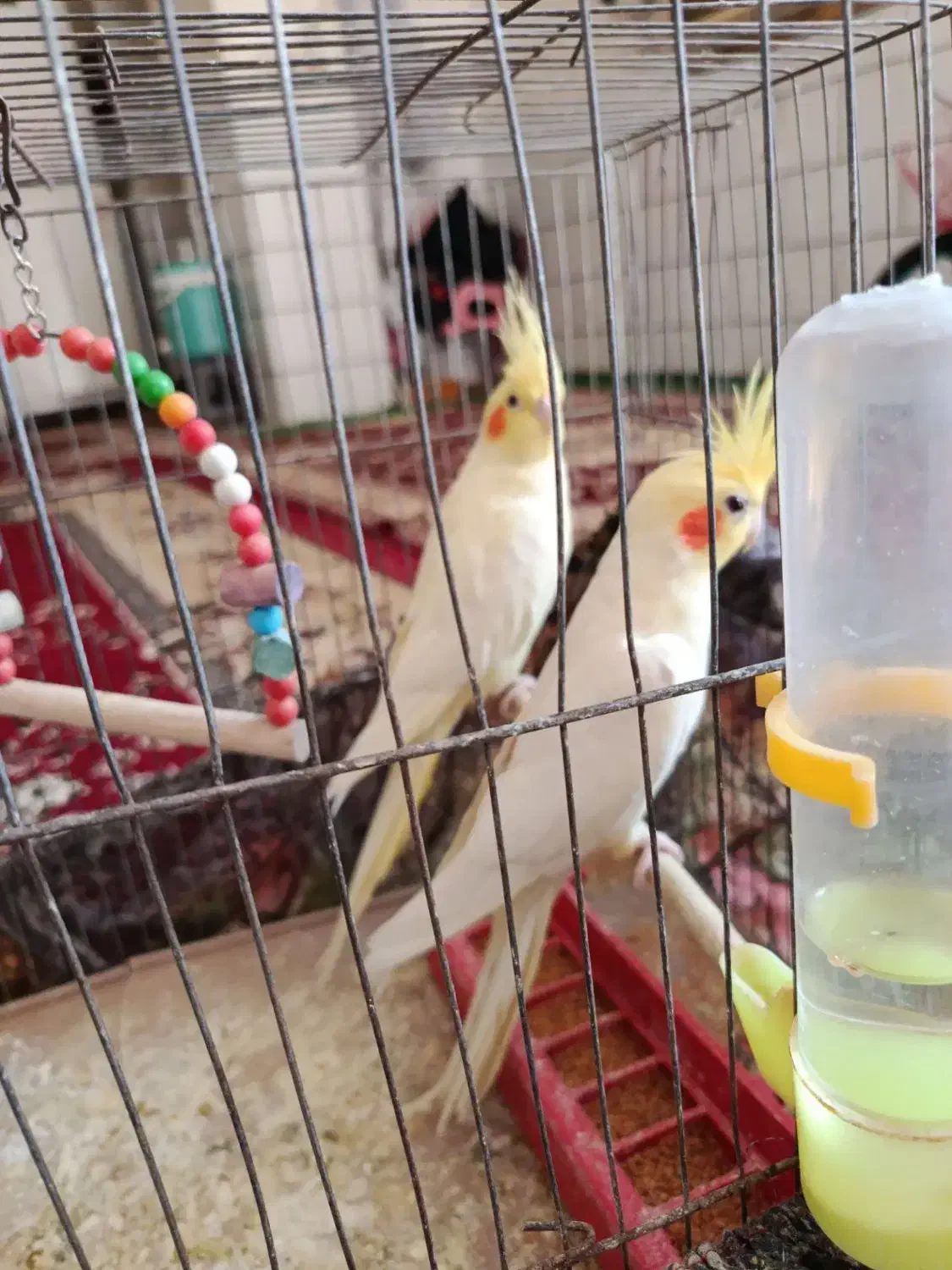 عروس هلندی جفت درحمیدیه|پرنده|حمیدیه, |دیوار