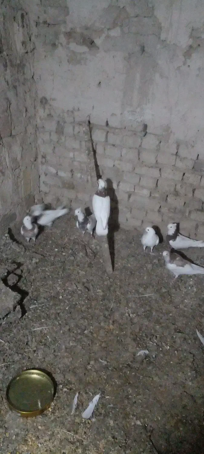 طوقی|پرنده|نظر کهریزی, |دیوار