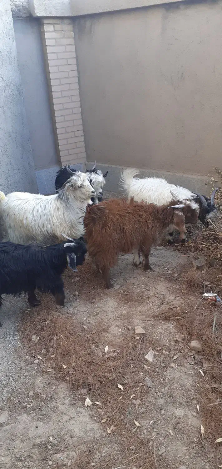 بزغاله نر چاق کاردی|حیوانات مزرعه|قائن, |دیوار