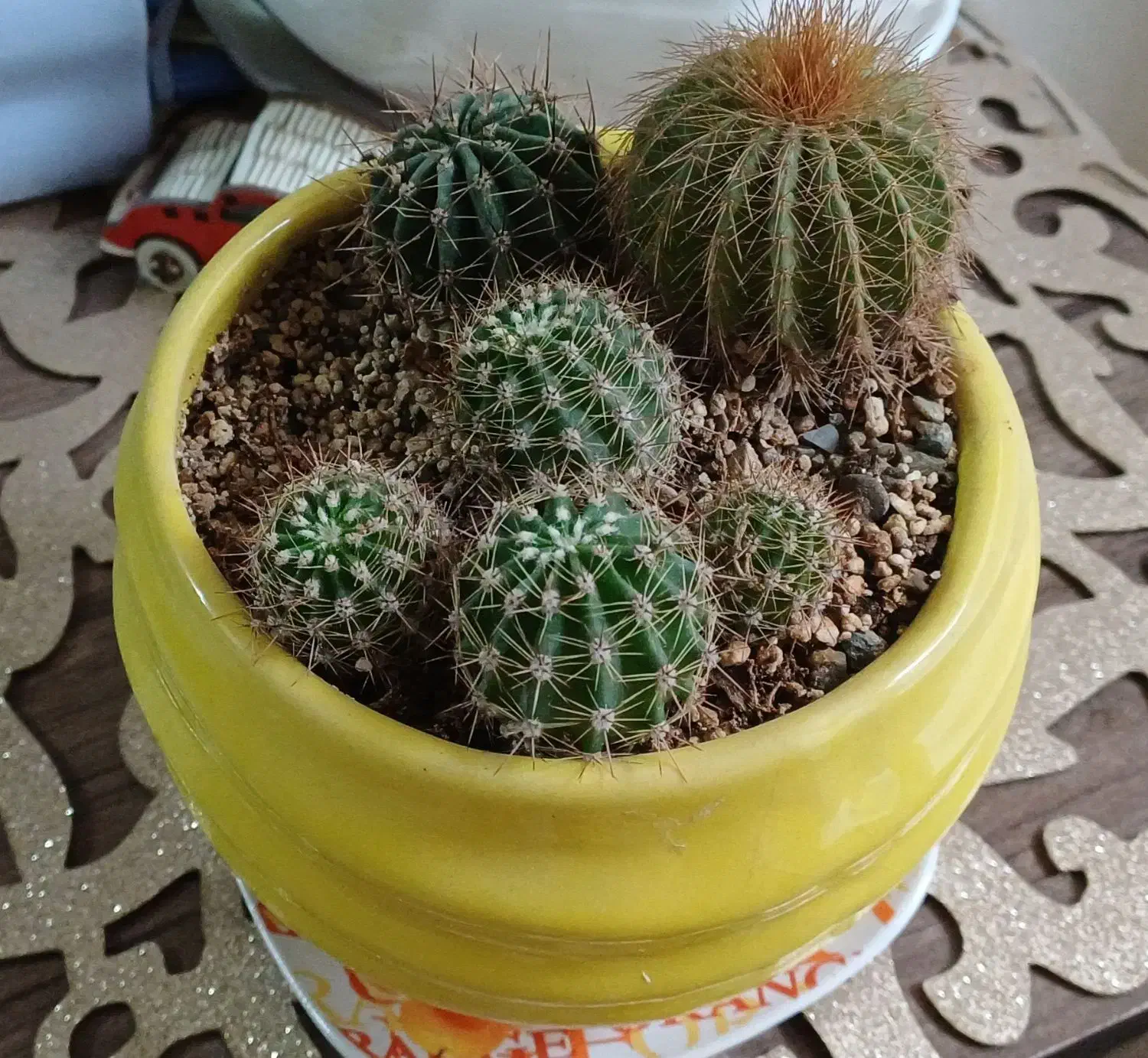 گل کاکتوس سالم|گل و گیاه طبیعی|خمینی‌شهر, |دیوار