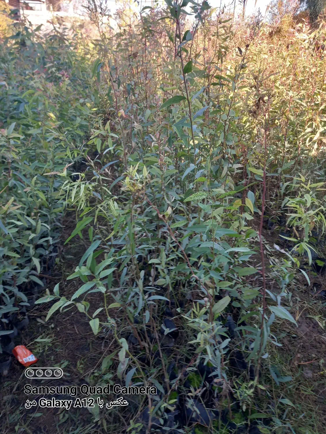 نهال اوکالیپتوس بااصلاح ریشه نایلیکس|گل و گیاه طبیعی|مزرعه کتول, |دیوار