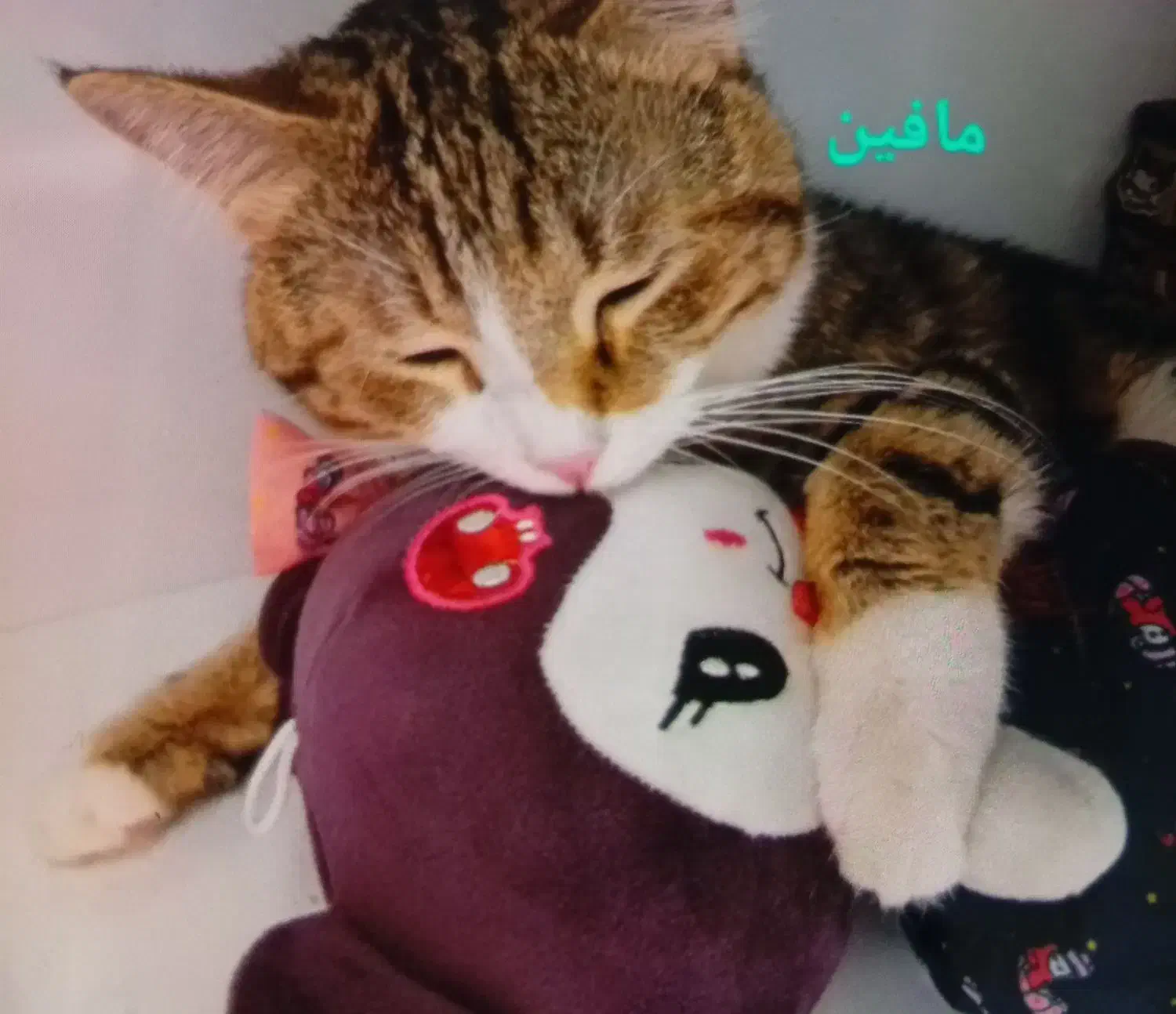 واگذاری گربه رایگان|گربه|بیرجند, |دیوار