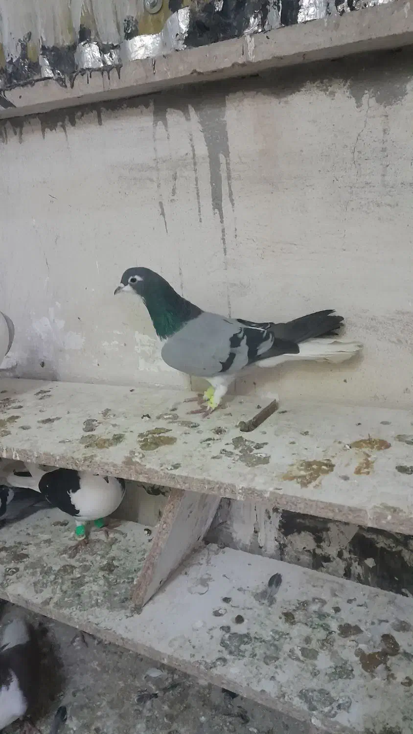 کفتر رنگی|پرنده|بومهن, |دیوار