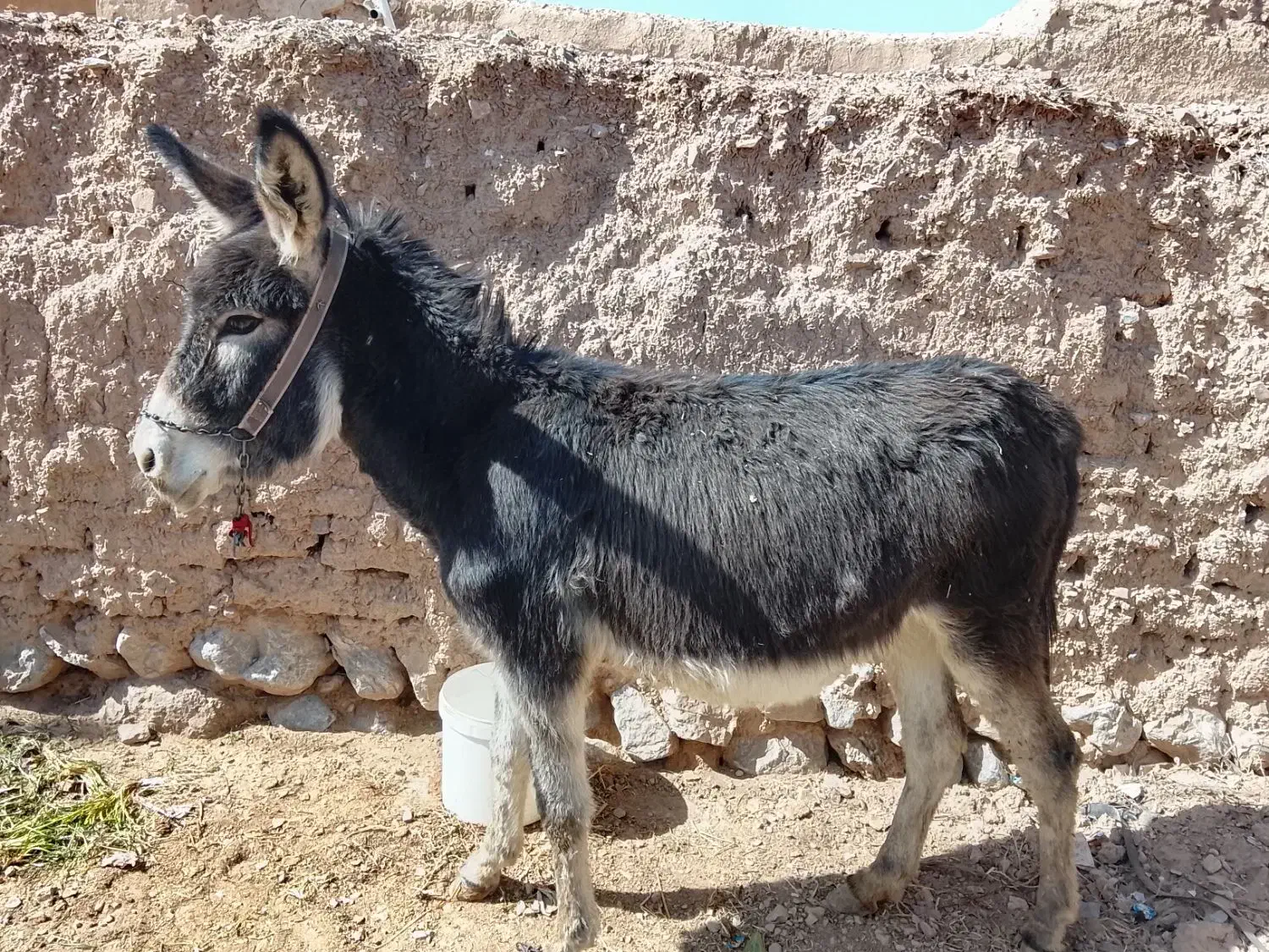 خرگلگی|حیوانات مزرعه|سده (خراسان جنوبی), |دیوار