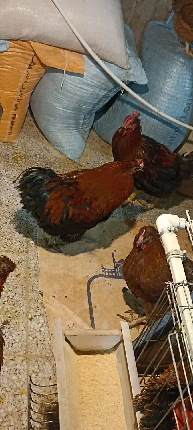 خروس بومی و محلی|حیوانات مزرعه|اصفهان, ارغوانیه|دیوار