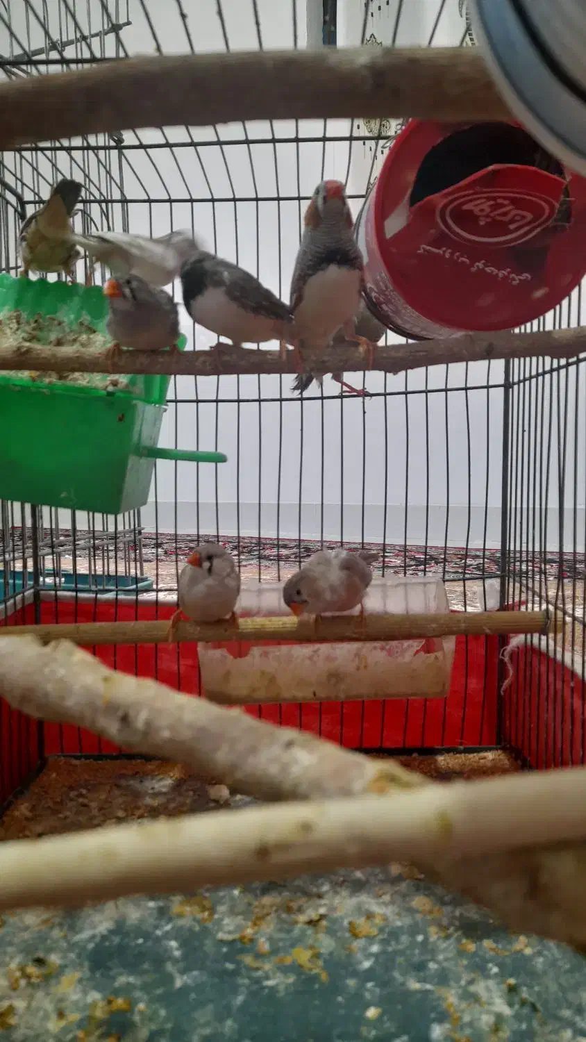 فنج کینگ|پرنده|گیلان غرب, |دیوار