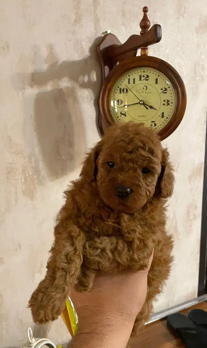 سگ پودل دارک رد و هلویی ماده|سگ|تهران, آجودانیه|دیوار